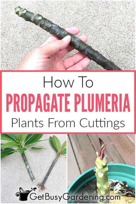 How To Propagate Plumeria Cuttings In 5 Easy Steps