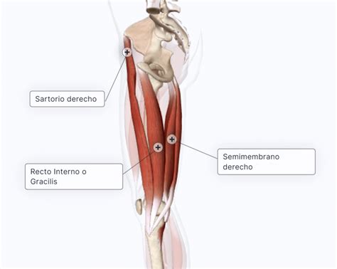 Músculos De La Pierna Curso Aparato Locomotor Paradigmia