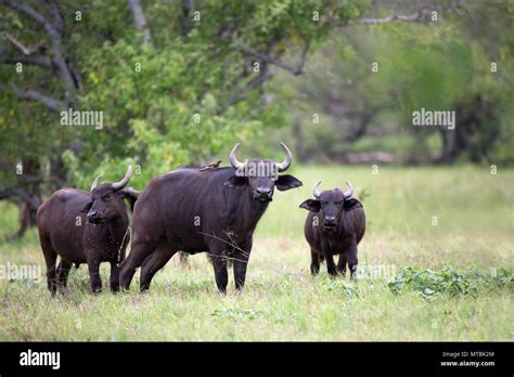 Buffalo Syncerus Caffer Cows Of Different Ages Heifers Approaching