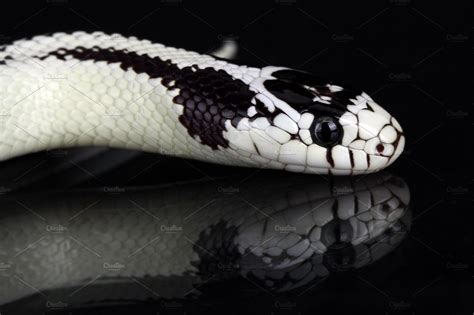 White Snake High Quality Animal Stock Photos Creative Market