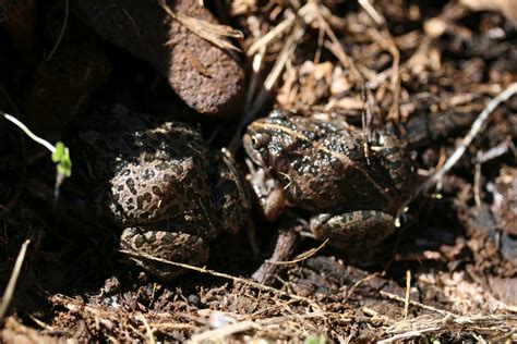 Spotted Marsh-frogs 06/05/12