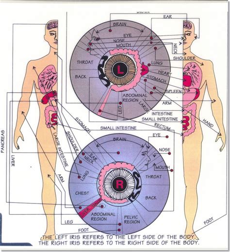 Emotional Iridology: Understanding Eye Analysis For Health Insights