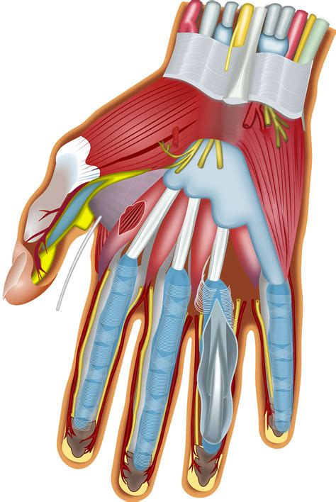 Research Review: Peripheral Nerve Entrapment & Massage Therapy — Richard Lebert Registered ...