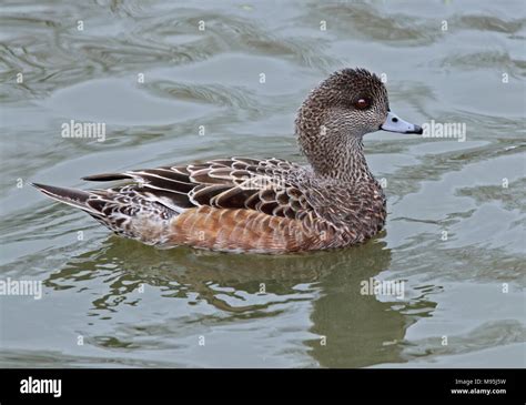 American Wigeon (anas Americana) female Stock Photo - Alamy