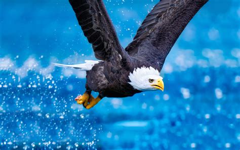 🔥 Free Download Bald Eagle In Flight Widescreen And Full Hd Wallpaper ...