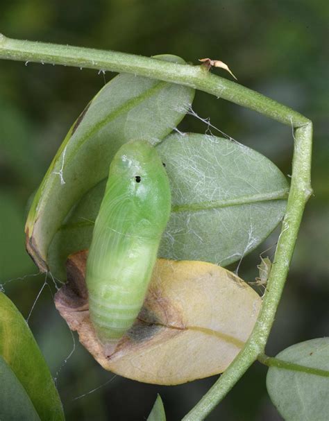 Wild Indigo Duskywing - Alabama Butterfly Atlas