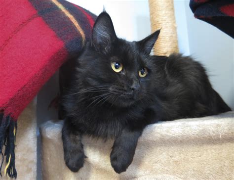 Black Norwegian Forest Kitten