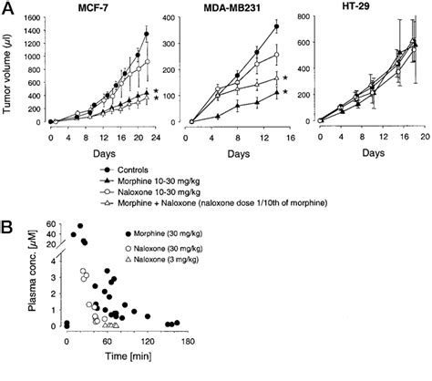 Tumor Growth In Nude Mice A Cells Were Injected S C At The Dorsal