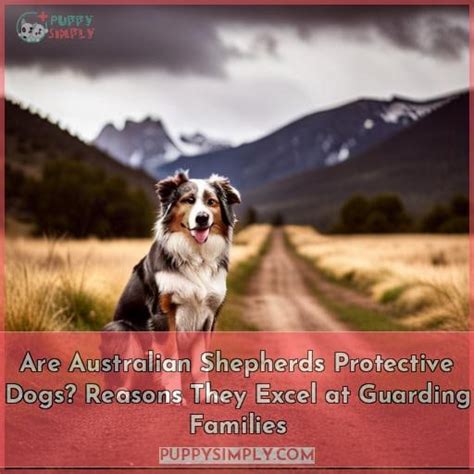 Are Australian Shepherds Protective Dogs Reasons They Excel At