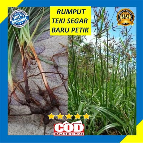 Umbi Rumput Teki Per Grm Lazada Indonesia