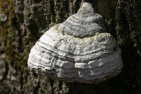 Fomes fomentarius - TreeRot.com