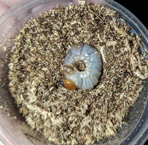 Stag Beetle Larvae – CreepyCrawlys.com 🕷️