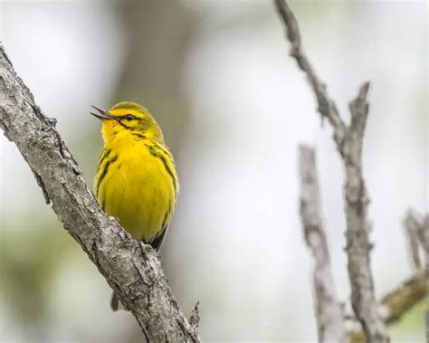 Prairie Warbler Facts Diet Habitat And Pictures On Animaliabio