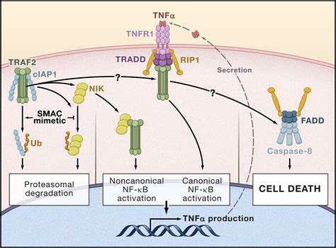 Smac Mimetics And Tnfα A Dangerous Liaison Cell