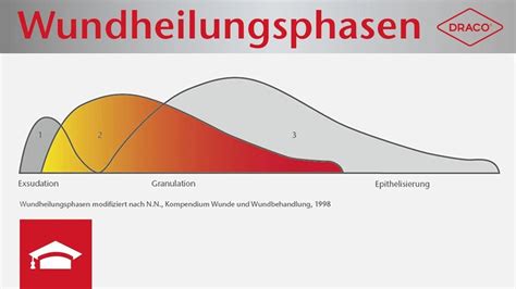 Wundheilungsphasen Ablauf Der Wundheilung DRACO