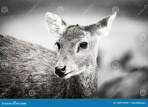 The pretty doe eyed deer stock photo. Image of femaledeer - 185915090