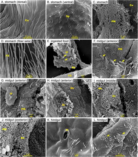 Representative Scanning Electron Microscopy Sem Micrographs Of The