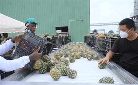 La C Te Divoire Est Le Premier Exportateur De Mangues Fra Ches En