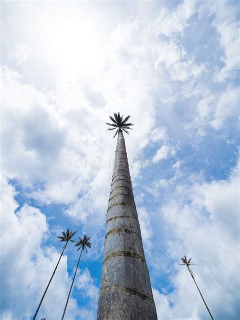 481 Wax Palm Trees Cocora Valley Colombia Stock Photos - Free & Royalty ...