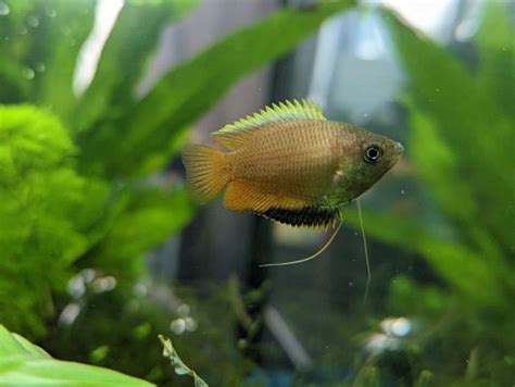 Honey Gourami Gender Aquarium Advice Forum Community