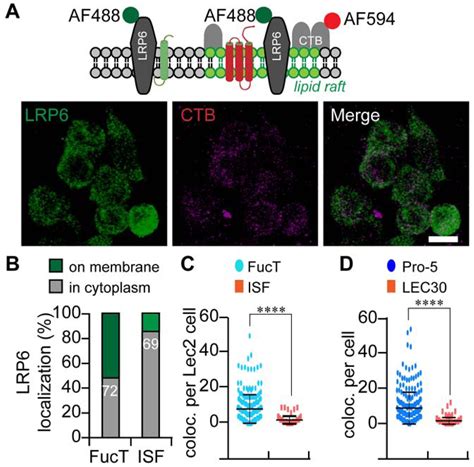 Figure 1 From In Situ Fucosylation Of The Wnt Co Receptor LRP6