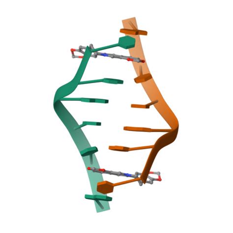 Rcsb Pdb 4l5k Crystal Structure Of The Complex Of Dna Hexamer D