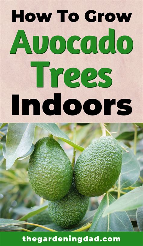 10 Easy Tips To Grow Avocado In Pots Artofit