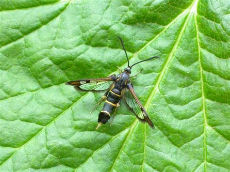 Moth of the month Currant Clearwing and other clearwing moths - BirdGuides