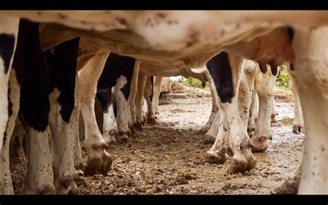 Les Vaches N Auront Plus De Nom De Hubert Charuel Unifrance