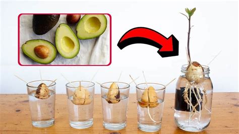 Consejos Para Cultivar Aguacate En Maceta Y Que D Fruto