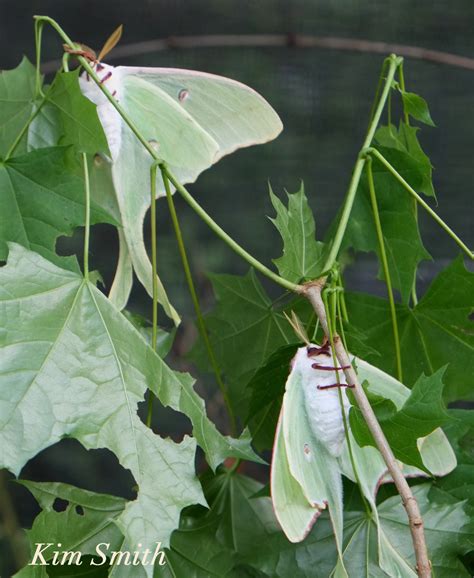 Luna Moth Eggs – Good Morning Gloucester