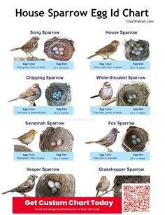 Discover our comprehensive Bird Nest Identification Chart, featuring ...