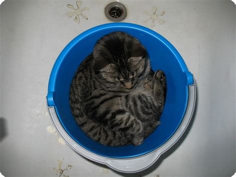 Кошачий камуфляж – ZooPicture.ru