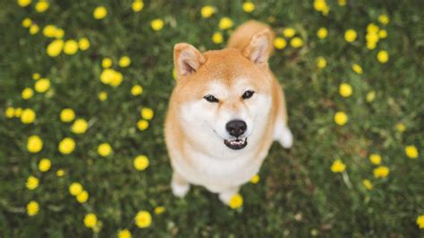 Shiba Inu Breed Profile Petsradar