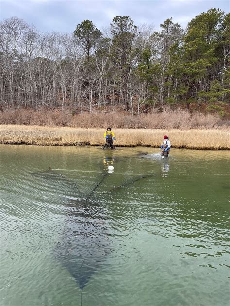 DMF Expands Winter Flounder Research Plan | Mass.gov