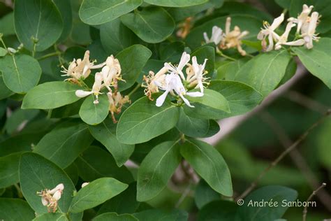 Tartarian Honeysuckle Bush Honeysuckle Lonicera Tatarica L 4