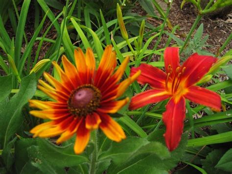 Crimson Pirate Daylily W Cappucino Rudbeckia