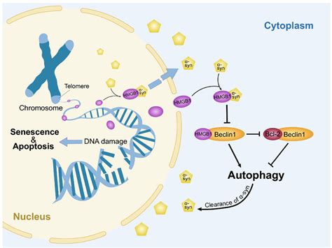 Interaction Between Intracellular Hmgb1 And Dopaminergic Neurons Aging