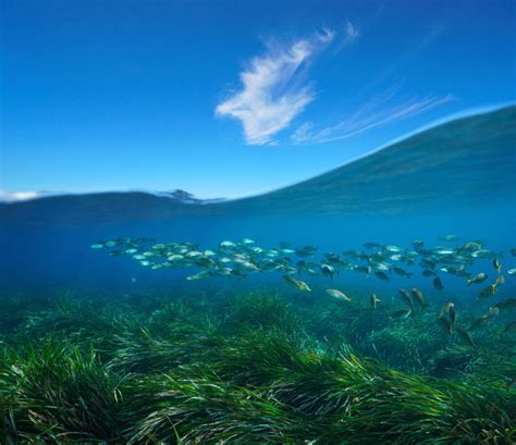 New Report “an Ocean Of Potential” Exists For Blue Carbon Finance An Essential Yet Largely