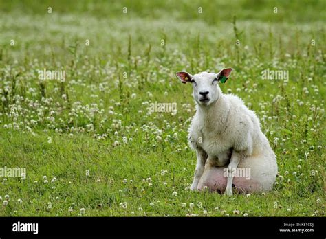 Sheep Sit In A Field Of Norway Stock Photo Alamy