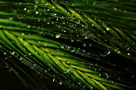 Relva Gotas Líquido Foto gratuita no Pixabay Pixabay