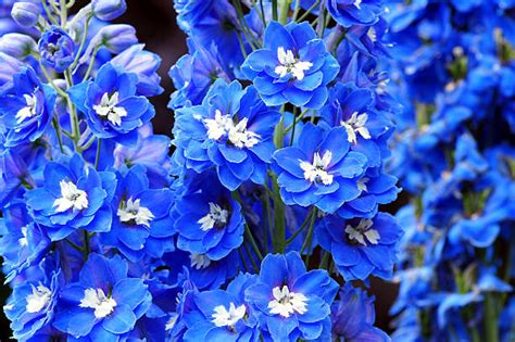 5,000+ Blue Delphiniums Stock Photos, Pictures & Royalty-Free Images ...