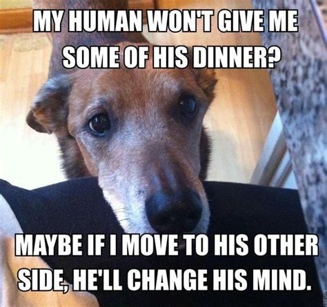 13 Memes Of Dog Logic Funny Dog Memes Dog Logic Funny Animal Pictures