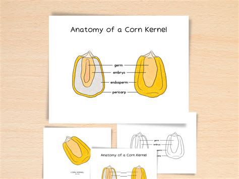 Anatomy Of Corn Kernel Homeschool Resources Nature School Botany Study