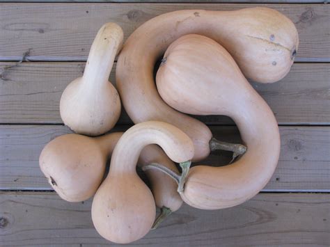 Pennsylvania Dutch Crookneck Squash White Harvest Seed Company