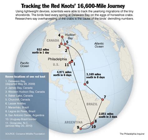 Tracking The Red Knots 16000 Mile Journey