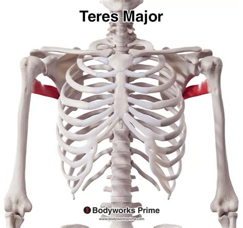 Teres Major Muscle Anatomy Bodyworks Prime