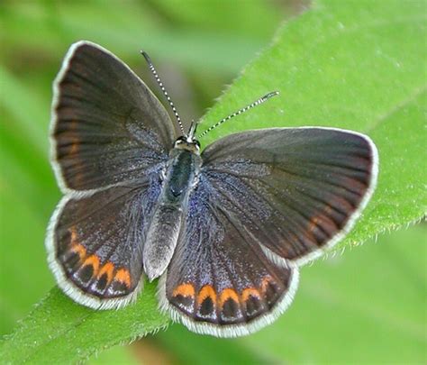 Female Karner Blue Butterfly Biological Science Picture Directory