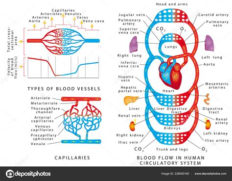 Tipos De Vasos Sanguineos Humano Tipos De The Best Porn Website | The ...