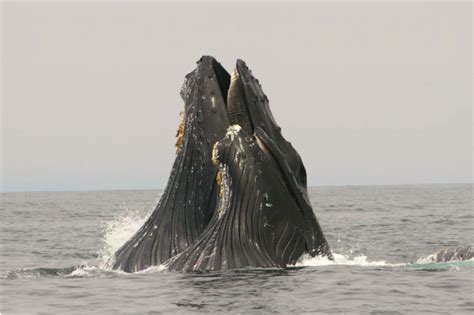 Gray Whale Migration on Monterey Bay - Sea Goddess Whale Watching